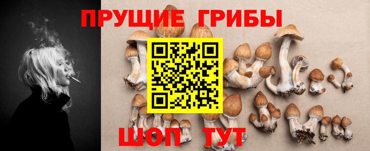Курчалой  Псилоцибиновые грибы Psilocybe  Вход с VPN 
